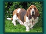 Basset Hound3.jpg