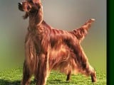 irishsetter.jpg