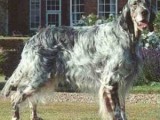 G.EnglishSetter.jpg