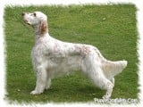 englishsetter_pdw.jpg