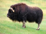 depositphotos_10453762-stock-photo-male-musk-ox-in-the.jpg