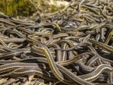 Garter_snakes_1280x720.jpg