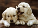 1155-3003~Golden-Retrievers-Puppies-Posters.jpg