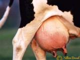 edema-of-udder-in-cows-how-to-treat-properly.jpg