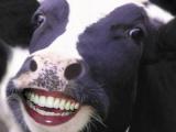 HappyCow[1].jpg