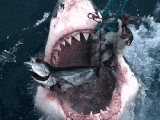 Shark2.gif