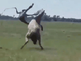 Rodeo.gif