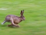 Running_hare.jpg