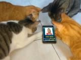 cats voting ANNA MARIA.jpg