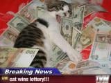 breaking-news-cat-wins-lottery.jpg