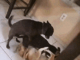 03-weird-dog-orgy.gif