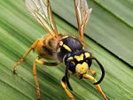 150px-Vespula_germanica_Richard_Bartz.jpg