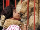 Lion_Kiss_1.jpg