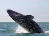 grey whale.jpg