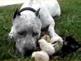 pit-bull-and-chicks.jpg