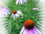 1919429-2-cone-flowers.jpg