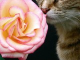 beautiful_love_happy_cat_flower_rainbow_wonderful_jesus_picture.jpg