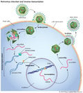 retrovirus-infection-DNA-reverse-transcriptase-RNA-host.jpg