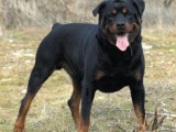 Rottweiler-picture.jpg