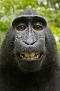 macaca_nigra_self-portrait_rotated_and_cropped.jpg