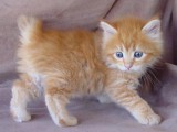 american-bobtail-cat-facts.jpg