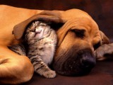 cat_and_dog18-550x412.jpg