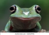 dumpy-frog-closeup-face-animal-260nw-1364529950.jpg