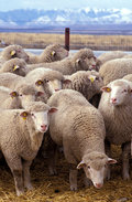 800px-Flock_of_sheep.jpg