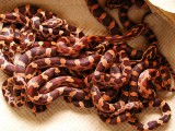 baby-corn-snakes-800x600.jpg