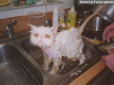 146-dirty-cat.jpg