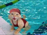 595-cat-with-swimming-hat.jpg