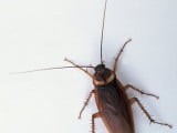 cockroach.jpg