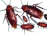 cluster-roach.jpg