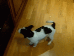 dog-chasing-tail-19.gif