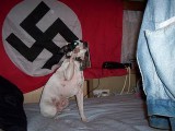 nazi dog.jpg