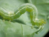 green-worms.jpg