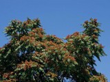 Ailanthus altissima.jpg