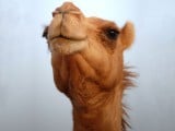 Camel-Face[1].jpg