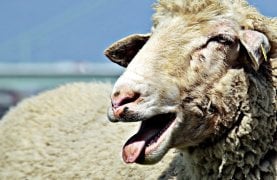 sheep-2280.jpg