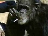 smoking-ape.jpg