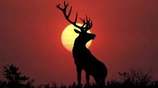 5144713-stag-wallpaper.jpg