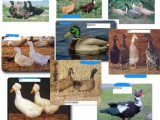 duck-breeds0001_2.JPG