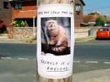 lost-cat-signage.jpg