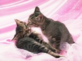 Cats_Love_07.jpg