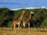 giraffe-kosher-404_676944c.jpg