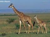 mz00035-giraffe.jpg