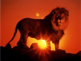 53743-1180~Lion-at-Sunset-Posters.jpg