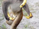 monkey_banana_crazy.jpg