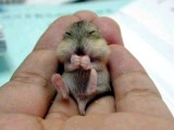 baby-gerbil.jpg