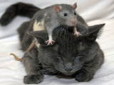 cat_amp_mouse-pic.png